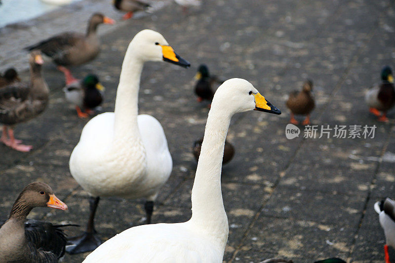 冰岛:Bewick’s Swans by the Tj?rnin